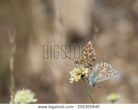 The Chalkhill Blue (polyommatus Coridon) Butterflies Mating On A Blooming Flower
