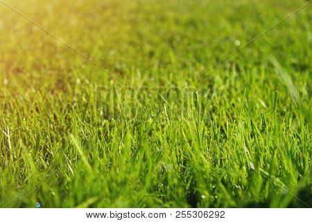 Perfect Green Background By The Fresh Grass
