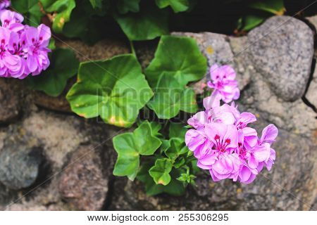 Pelargonium (geranium) On The Background Of Stones
