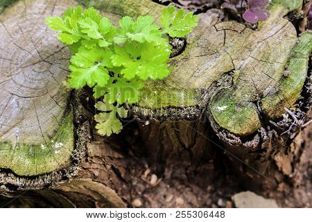 Macro Tree Background In A Cut With Leaf