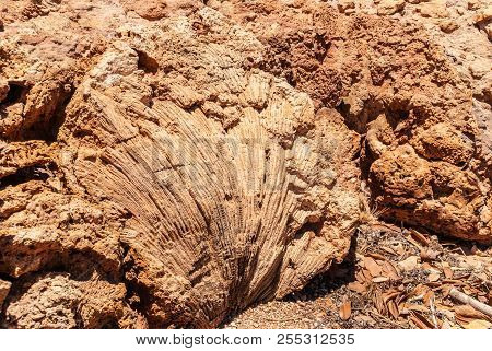 Exmouth, Western Australia - November 27, 2009: Closeup Of Large Fossilized Coral Polyps In Red Rock
