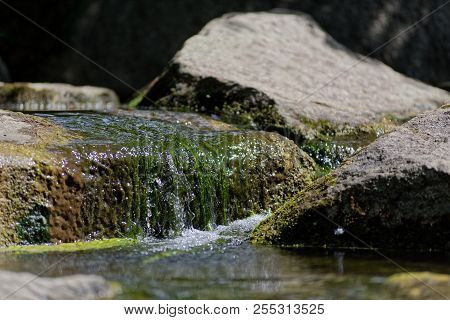 Tranquil Scene Of Green Aquatic Plants And Water Flowing Over Stones. This Photo Was Taken On Sunny 
