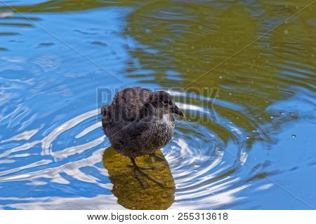 Young Common Moorhen In A Water. Gallinula Chloropus - Bird Species In The Family Rallidae