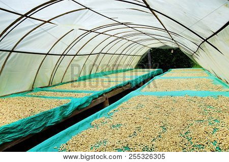 Coffee beans drying in the sun. Coffee plantations in Quindio - Buenavista, Colombia, South America