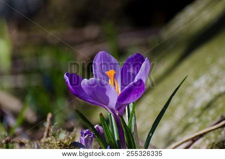 Crcus Flower In The Wild Sun Light