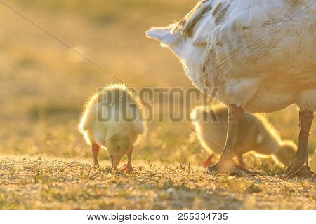 Little Goose Grazing At Sunset Near Mother's Legs