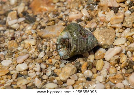 Small Sea Crab In Shell On Stones, Croatia