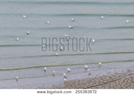 Gulls On The Beach. A Seagull Bird Is Walking On The Beach. Many Gulls Walk Along The Sand On The Be