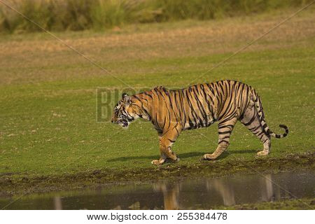 Tiger, Panthera Tigris Tigris, Pacman, Ranthambhore Tiger Reserve, Rajasthan