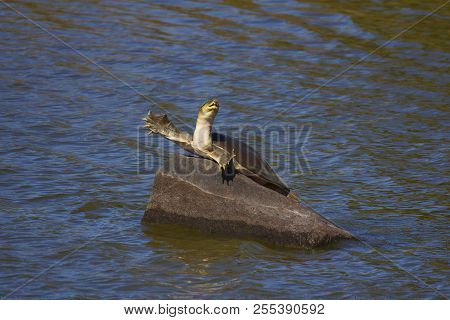 Indian Flap Shelled Turtle, Lissemys Punctata, Ranthambhore Tiger, Reserve Rajasthan