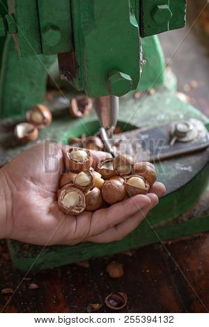 Shell Cracker For Cracking Macadamia, Open Macadamia Nut