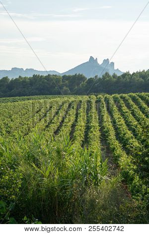 French Red Aop Wine Grapes Plant, New Harvest Of Wine Grape In France, Vaucluse, Gigondas Domain Or 