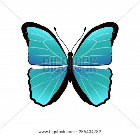 Morpho Peleides Butterfly Back And Front Wings Of Blue Color, Beautiful Insect With Antenna Vector I
