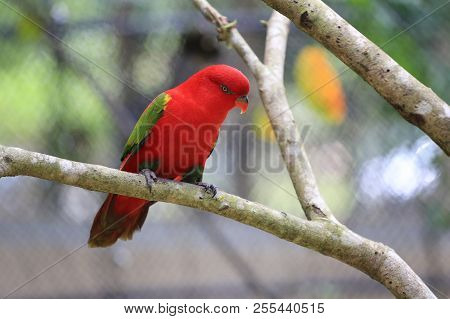 Red Macore Bird On Branches Of Tropical Trees In The Jungle,wildlife Is Rare And Endangered.