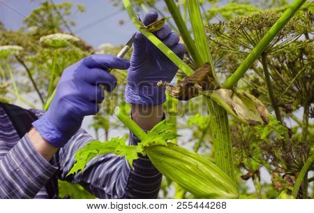 Hands Of A Man Cutting Sample Of A Cow-bream