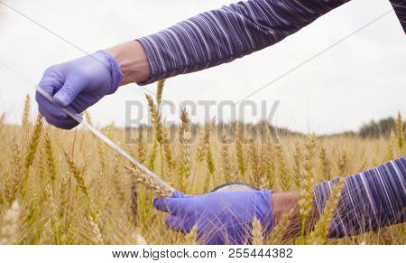Hand Of Scientist Ecologist Measuring Wheat Ear