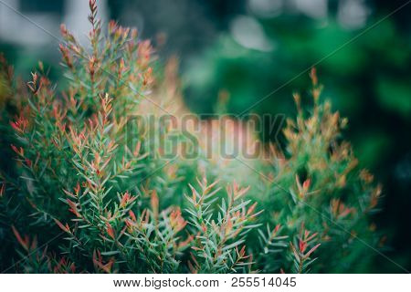 African Pine Or Dwarf Eucalyptus For Natrue Background.