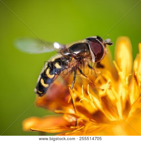 Bee collects nectar from flower crepis alpina