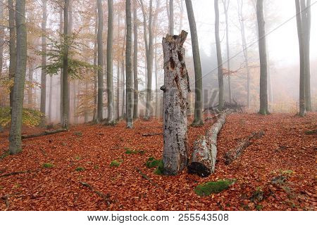 Beechwood Voderady - Large Beech Forest With Rare Species Of Plants And Animals, Prague-east Distric