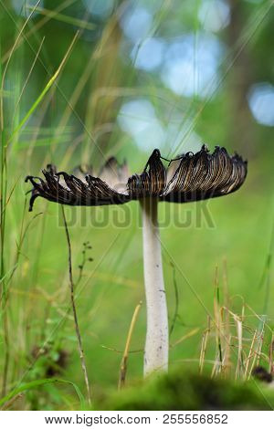 Edible Coprinopsis Atramentaria Mushroom In The Forest