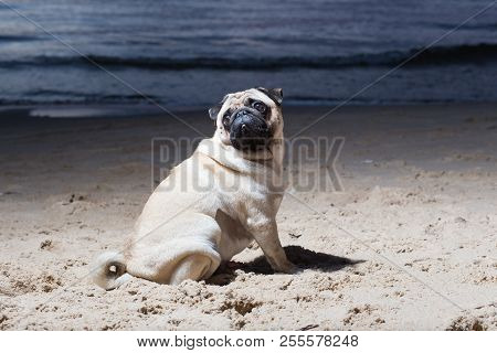 Dog Sit At Baltic Sea, Evening, Woter And Waves.