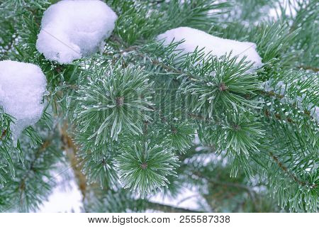 Pine Trees Covered With Frost. Pine Needles In Snow. Cloudy Frosty Day.spruce Branches In The Snow.
