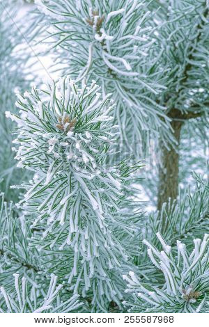 Pine trees covered with frost. Pine needles in snow. Cloudy frosty day.Spruce branches in the snow.