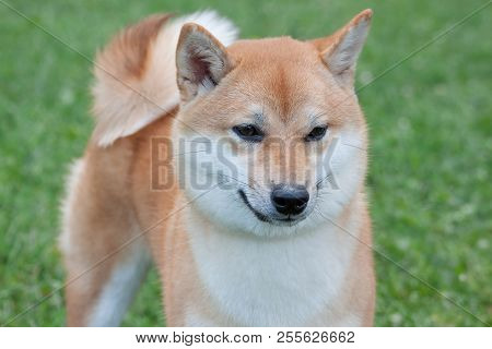 Cute Red Shiba Inu. Japanese Small Size Dog Or Japanese Turf Dog. Pet Animals.