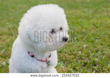 Cute Bichon Frise Close Up. Purebred Dog.