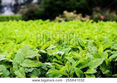 Campos De Cultivo Junto A La Carrertera (españa)