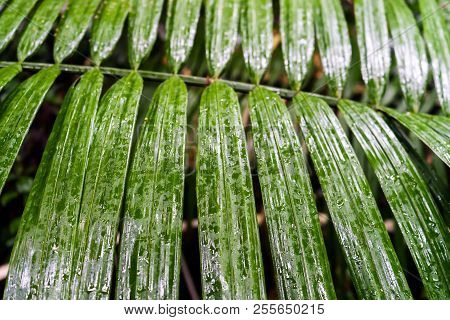 Close Up Of Drops Of Water At Palm Leave In The Palm House At Kew Gardens In London,uk.