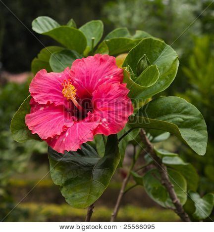 Smukke tropiske pink hibiscus og dens blade