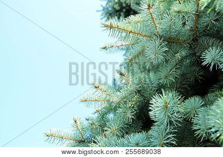 Fir Tree Close Up On Blue Sky. Selective Focus.