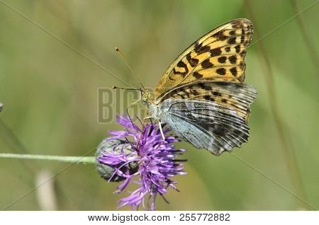 The Silver-washed Fritillary (argynnis Paphia) Butterfly. Centaurea Scabiosa Or Greater Knapweed Is 