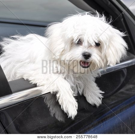 Peeping Maltese Dog From The Car Window