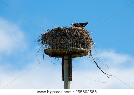 Osprey Nest - Geraldton - Western Australia