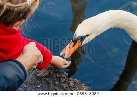 Kid Feeding White Swan From Hand In City Park, Swan On Water.feed A Birds In Park, Shore Of A Lake. 