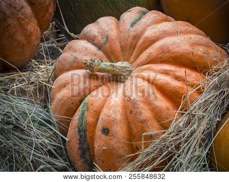 Pumpkins Close-up. Orange Pumpkin Top View. Gourd Fragment Close Up. Squash Background. Large Orange