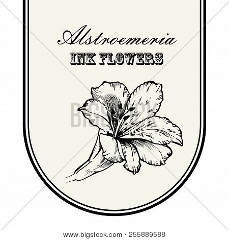 Black Ink Line Style Sketch Flower. Hand Painted Alstroemeria Flower.