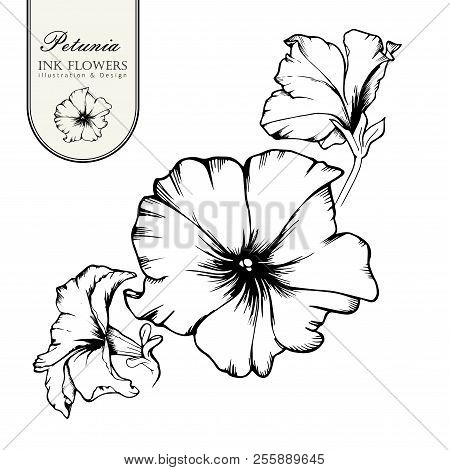 Black Ink Line Style Sketch Flower. Hand Painted Alstroemeria Flower.