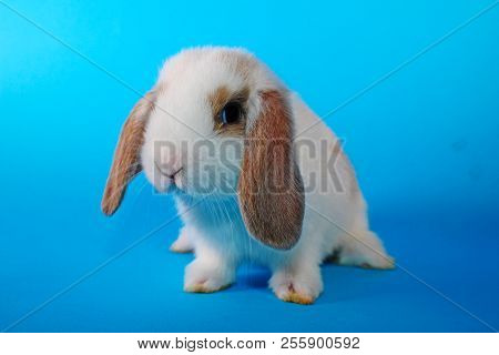 White Hotot Lop Cute Bunny Rabbit Kit On Colorful Studio Background