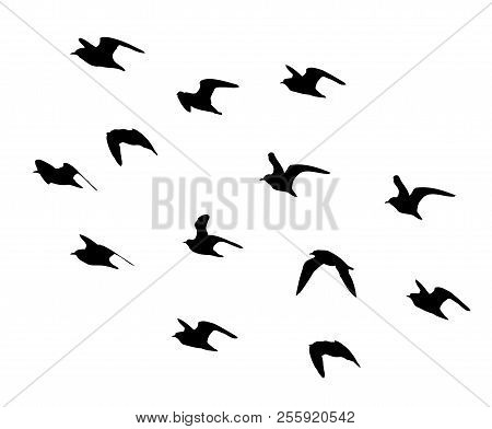 Ruff In The Flight Silhouettes In Vector