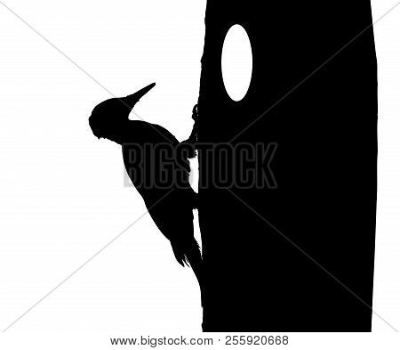 Black Woodpecker On The Tree Silhouette In Vector