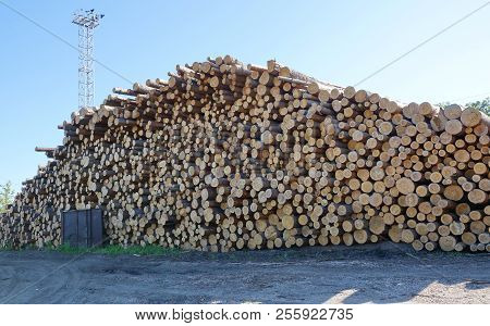 Logging Sending Logs By Rail Pine Logs Raw Materials For Processing. Wood Processing Industry