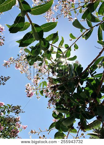 Tabebuia Rosea Is A Pink Flower Neotropical Tree And Blue Sky. Common Name Pink Trumpet Tree, Pink P