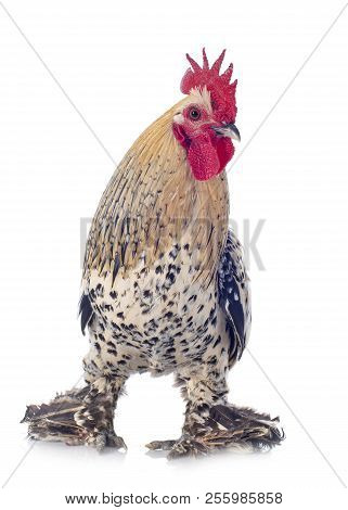 Booted Bantam In Front Of White Background