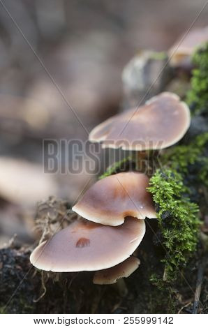 Gymnopus Ocior Mushroom On An Old Stump, Closeup