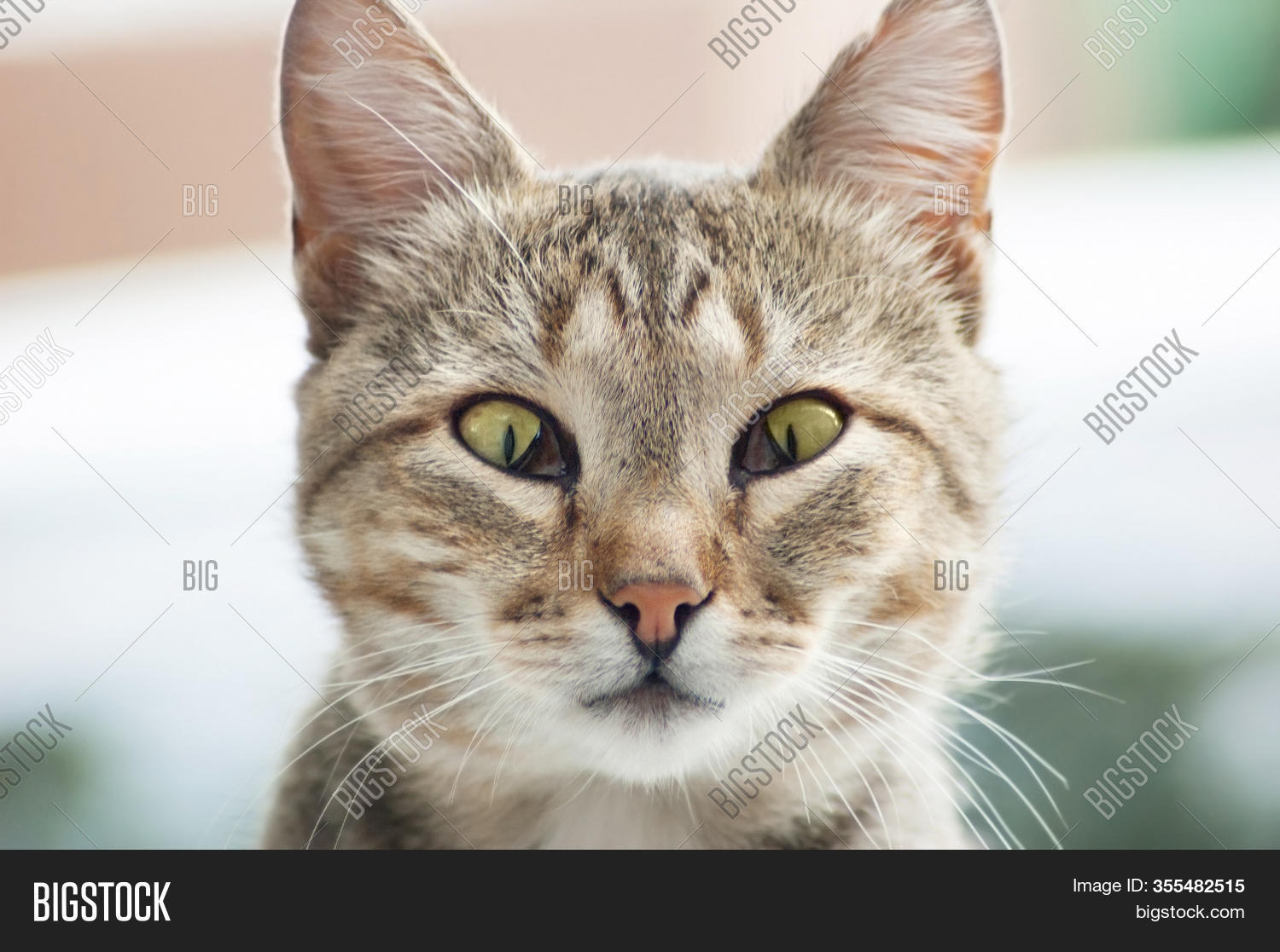 Cute Cat Third Eyelid Image Photo Free Trial Bigstock
