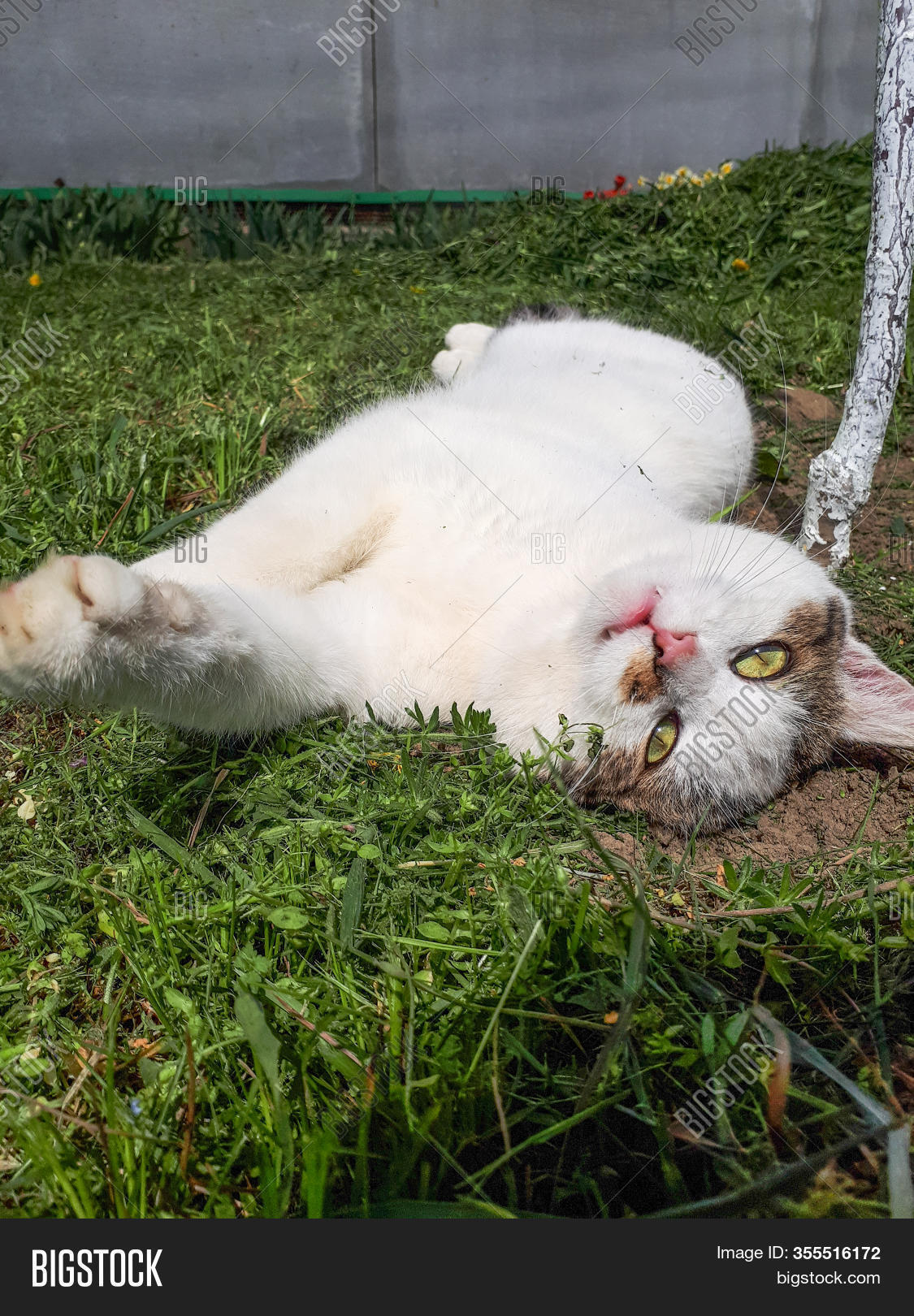 white cat with striped tail