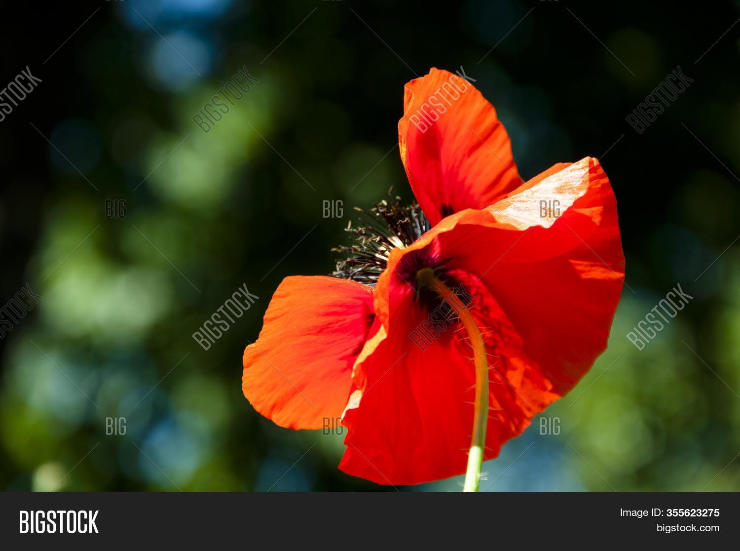 Remembrance Day Red Image Photo Free Trial Bigstock